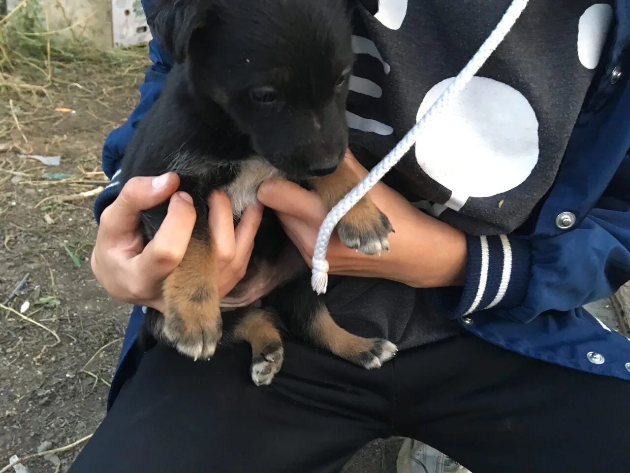 Помощь животным оренбург. Черный щенок дворняжка в приюте. Маленькие дворняжки в приюте. Группа помощи бездомным животным Оренбург.