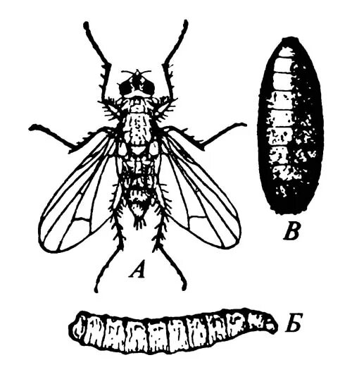 Комнатная муха полное или. Вольфартова Муха жизненный цикл. Вольфартова Муха личинки. Цикл развития комнатной мухи. Вольфартова Муха строение.