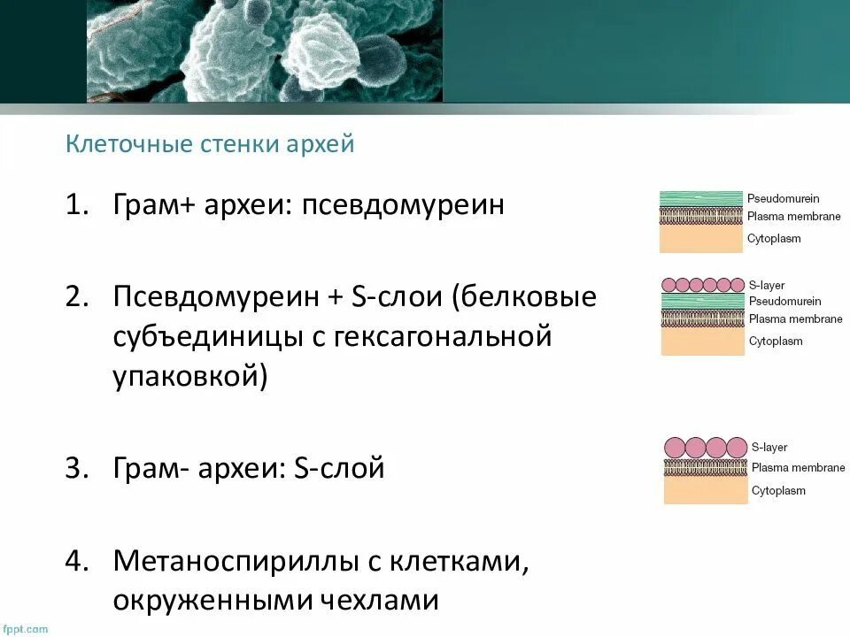 Археи и их значение. Строение клеточной стенки архей. строение клеточной мембраны архебактерии. археи архебактерии строение образ жизни. строение мембраны архей.