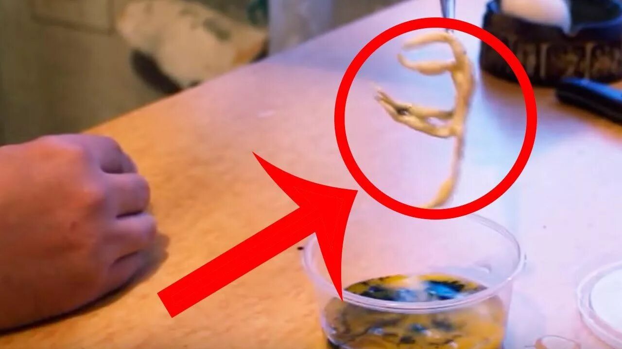 Гомункулус (александр карпов, 1988). Как выглядит гомункул. Как выглядит гомункул. Как выглядит гомункул. Как выглядит гомункул.