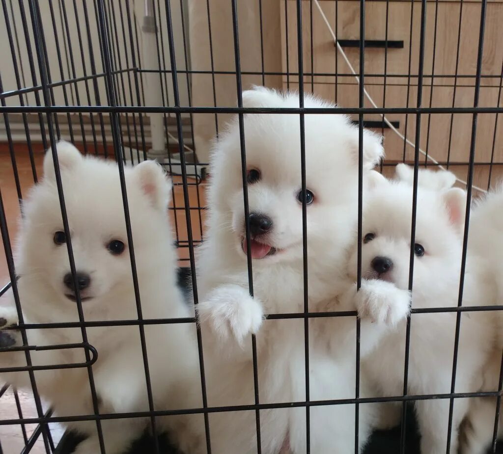 Где продают щенков. Щенок породы хаски продается. Ротвейлер щенок. Где продают щенков. Где продают щенков.