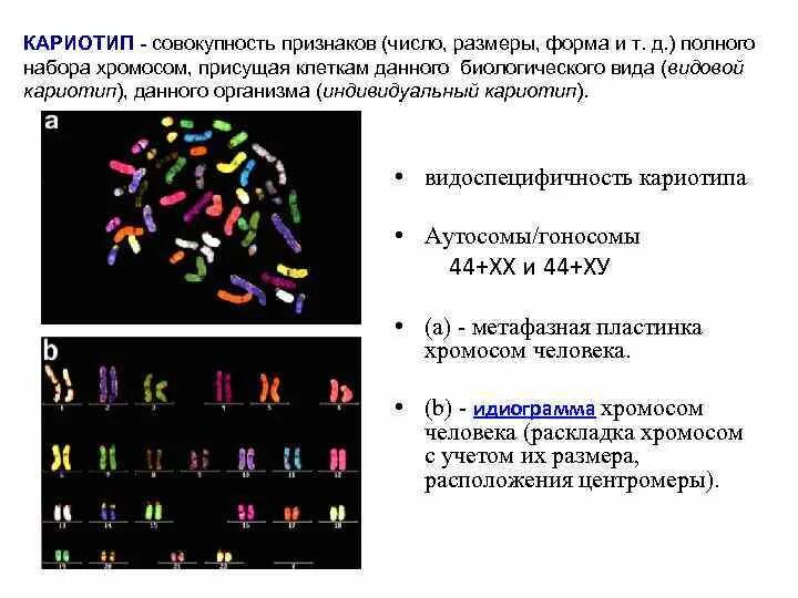 Кариотип человека определяют. Кариотип совокупность признаков набора хромосом. Хромосомный набор клетки кариотип. Хромосомная карта кариотип. Акроцентрические хромосомы в кариотипах женщин:.