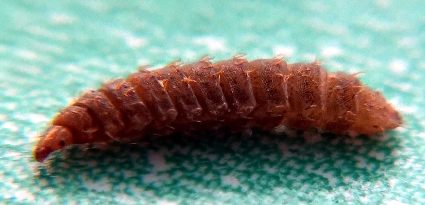 Личинки 18. Личинки 18. Личинки r2773. Вислокрылки:megaloptera. Личинки 18.