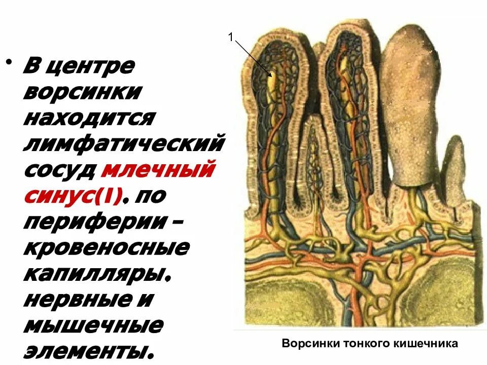 В ворсинках тонкого кишечника происходит. Ворсинки тонкого кишечника анатомия. Строение ворсинки тонкого кишечника. Сосуды ворсинок тонкого кишечника. Ворсинки и микроворсинки тонкого кишечника.