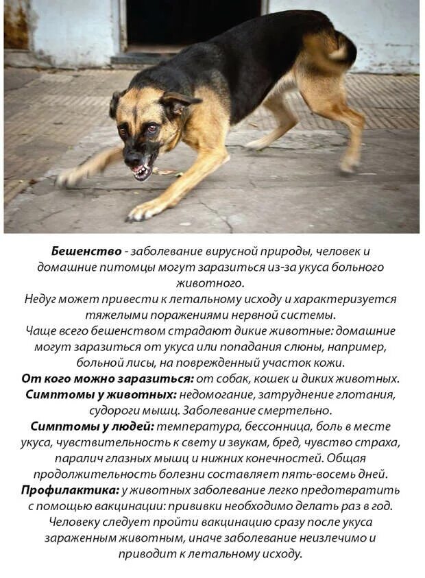 Может собака заразиться от человека