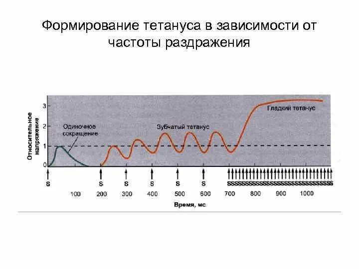 Зависимость характера мышечного сокращения от частоты раздражения. Тетанус частота раздражения. Зависимость амплитуды мышечного сокращения от частоты раздражения. Формирование тетануса в зависимости.