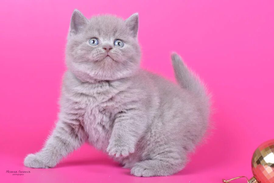лиловый кот британец. лиловый британец котенок. британский кот лилового окраса. шотландская прямоухая кошка лиловая. котята лилового окраса.