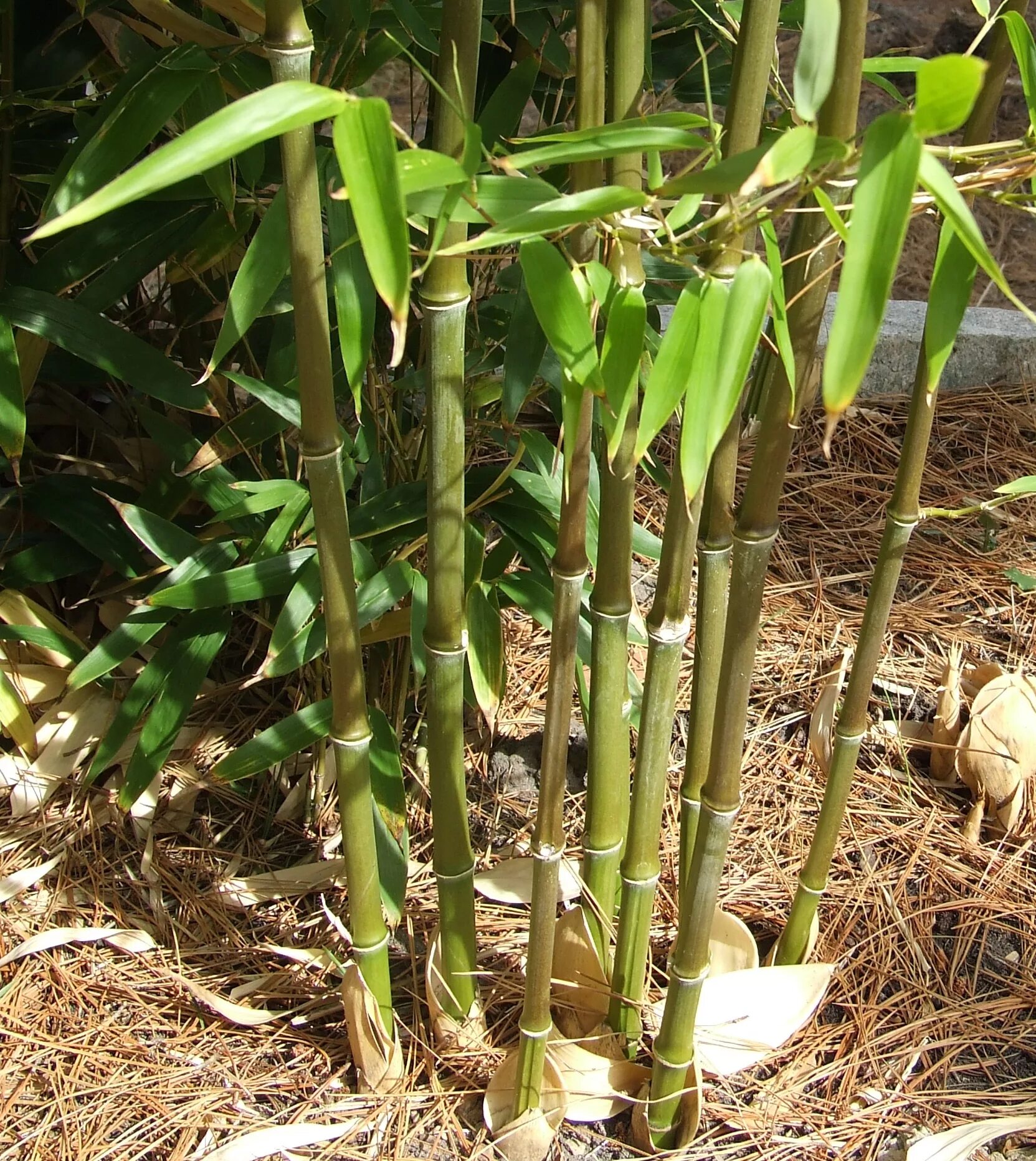 За сколько часов вырастает бамбук. Бамбук садовой широаолистный. Бамбук широколистный. Подмосковный бамбук. Сибирский бамбук.