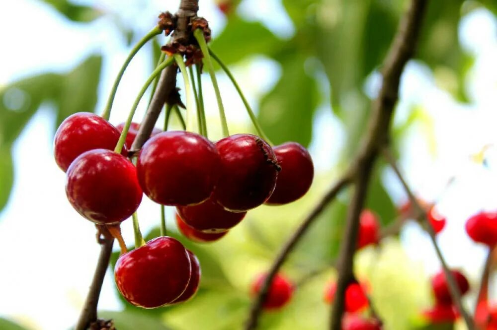 В виде этого животного бог вишни. Вишня гриот мелитопольский. В виде этого животного бог вишни. Белка с вишней. Красный дракон.