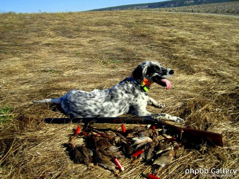Читать про охоту. Крымская охотничья собака. Ружья для охоты с легавой собакой.