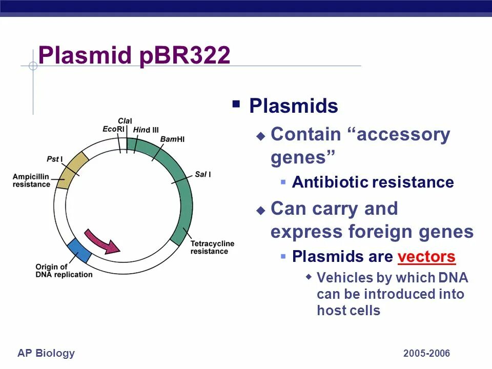 Очистка плазмид. Плазмида pbr322. Плазмидный вектор pbr322. Схема строения плазмиды pbr322. Вектор на плазмида pbr322.