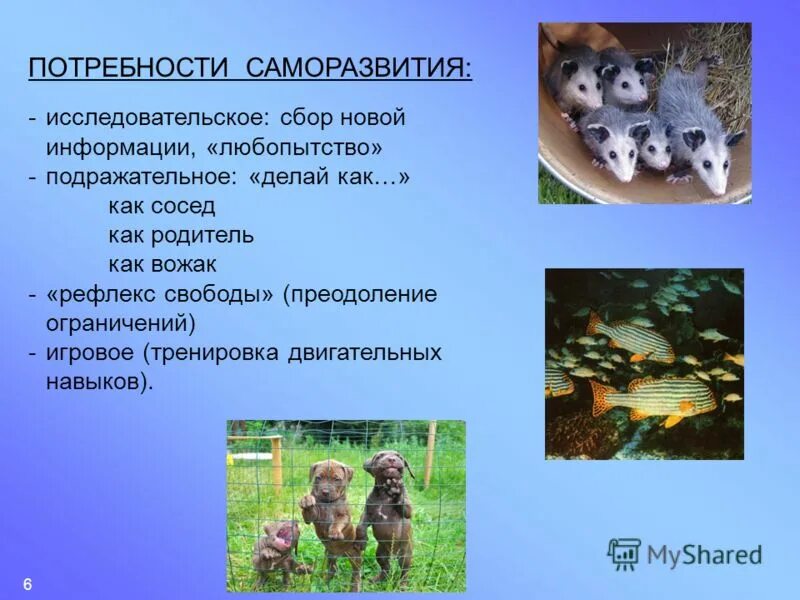 Рефлекс свободы