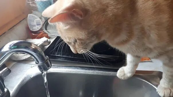 Кот отказывается пить. Кот и вода из под крана. Кот пьет воду из под крана. Пьет из под крана рыжая. Кот пьет из под крана завернувшись.