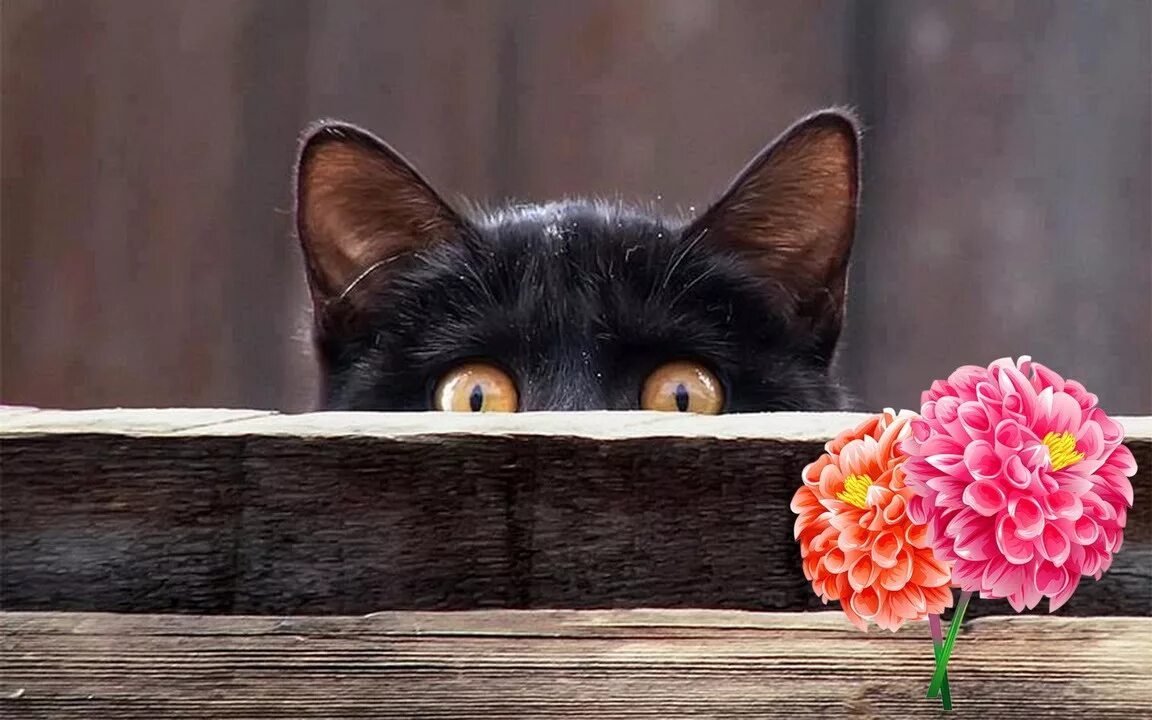 Черная кошка в цветах. Кошечка черная. Кошка выглядывает. Спряталась в цветах. Красивые приметы