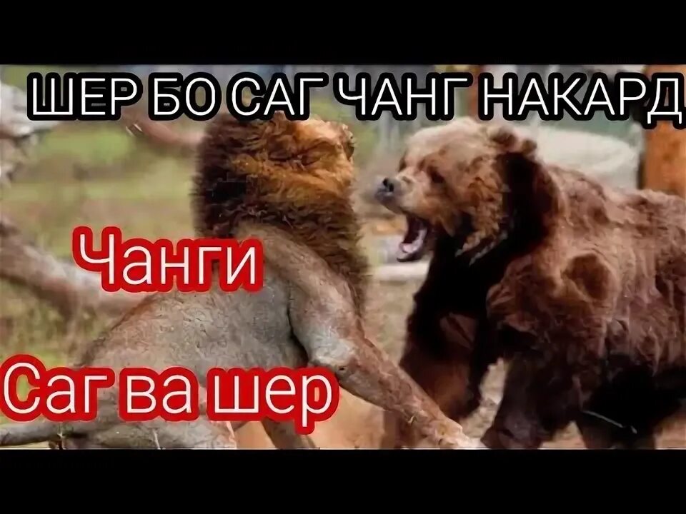 Шер бо забони. Шер чанг.