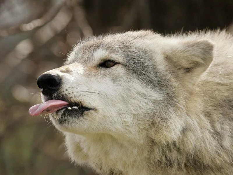 Смешные картинки волка. Довольный волк. Смешной волк. Улыбка волка. Язык волка.