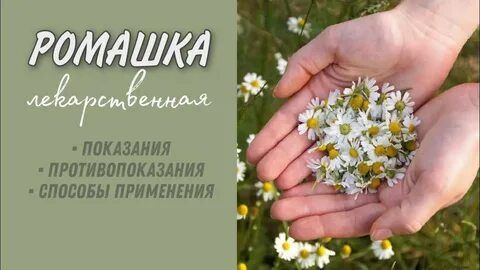 Ромашка полезные свойства и противопоказания