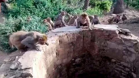 Обезьяны спас