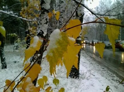 Первый снег осенью стихи