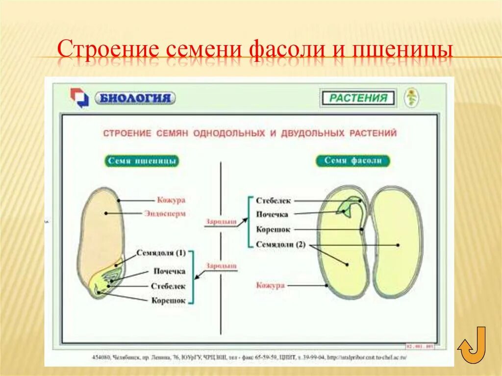 Какое строение семени пшеницы. Строение семян однодольных и двудольных растений. Строение семени двудольного растения. Строение семени однодольных и двудольных. Строение семени фасоли.