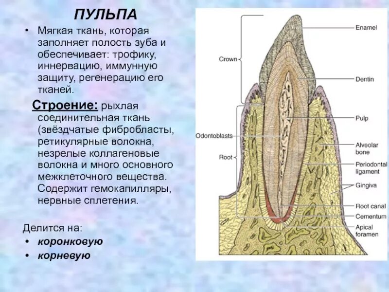 Соединительная ткань пульпы. Анатомия и гистология пульпы зуба. строение пульпы зуба и периодонта. строение и функции пульпы зуба. строение пульпы зуба гистология.