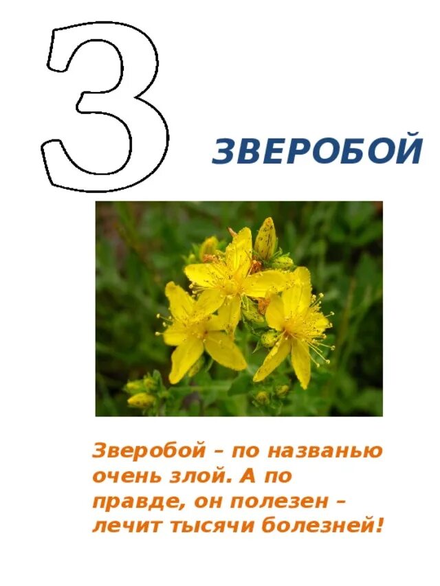 Цветок на букву з. Цветок на букву з название. Растения на букву з названия. Растения на букву а.