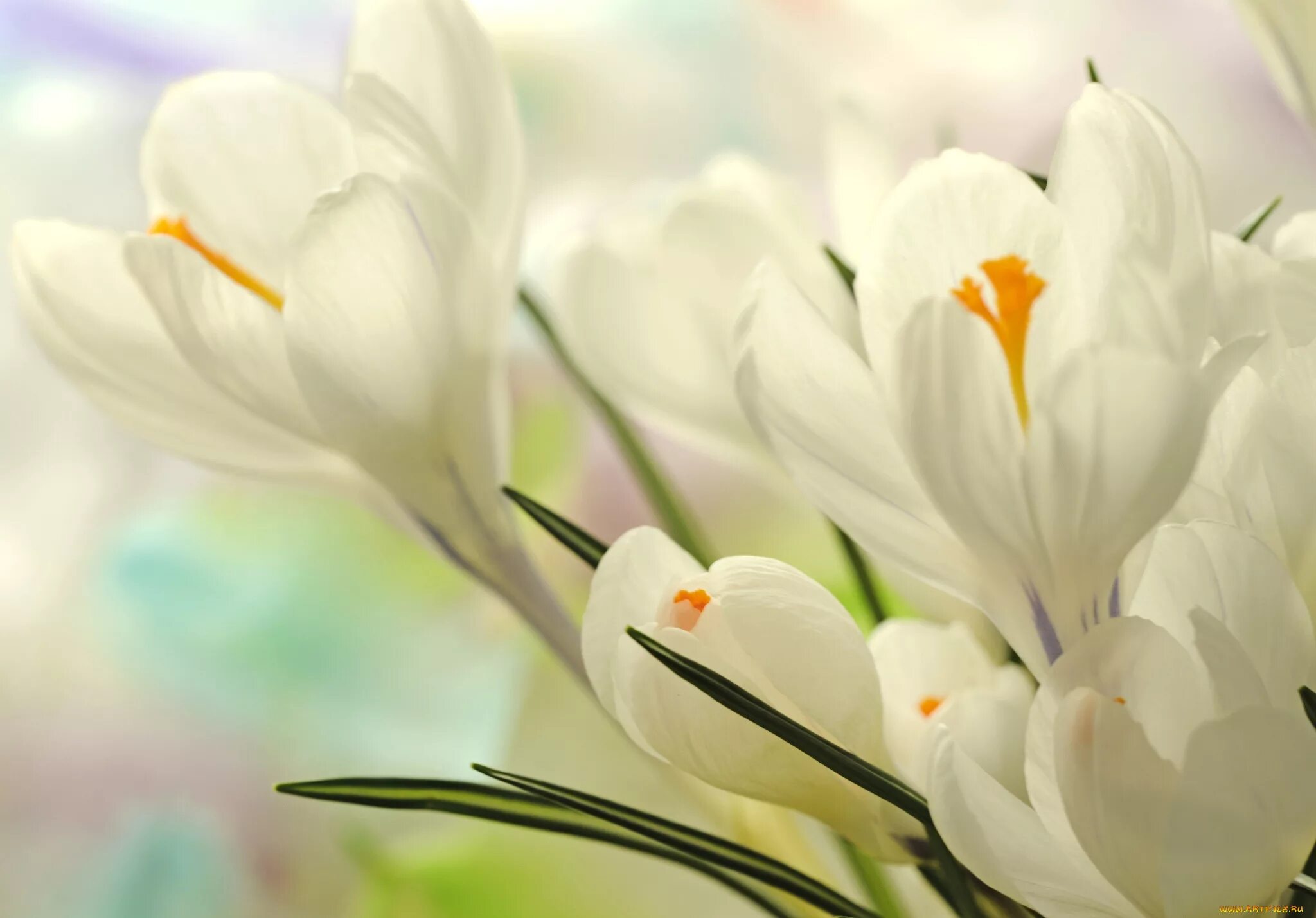 Крокус памяти мы вместе. Крокус весенний белый. Крокус цветок белый. Первоцветы крокусы. Весенние белые цветы Крокус.