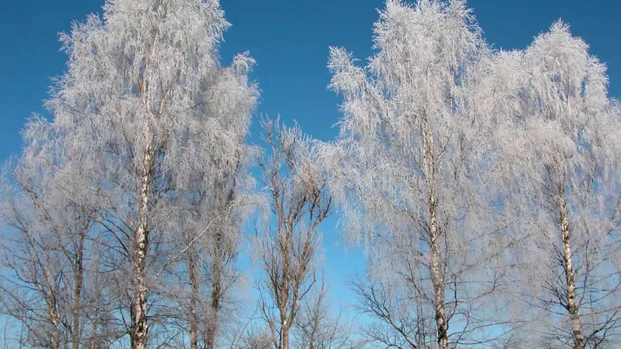 Зимняя березка. Береза зимой. Береза зима. Дуб и береза зимой.