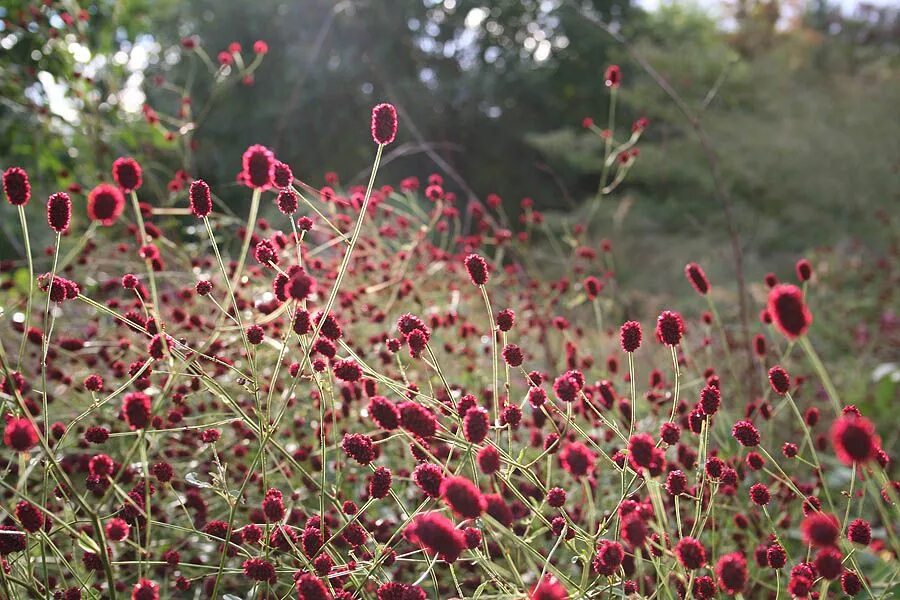 Кровохлебка Tanna. Кровохлебка Sanguisorba. Sanguisorba officinalis Tanna. Кровохлебка лекарственная (Sanguisorba officinalis).