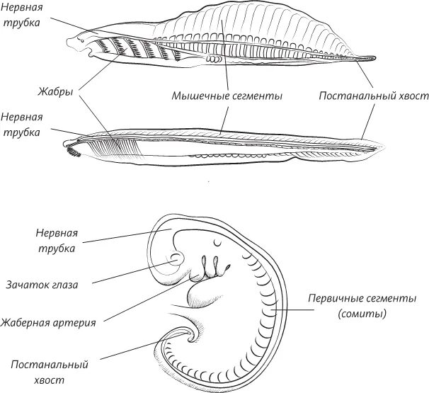 Человек тип хордовые. Хорда зародыша. Стали развития зародыша. Нейрула строение. Хорда у зародыша.