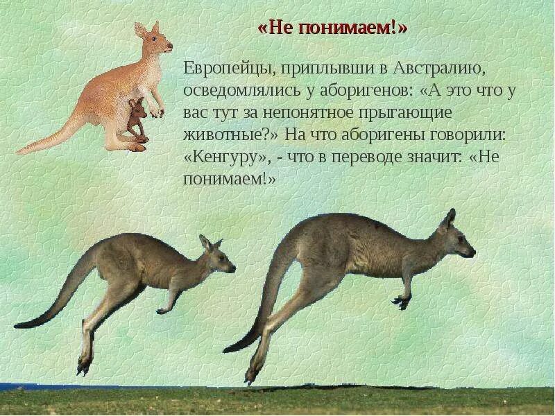 1 факт о животных. Интересные факты о животных для детей 1 класса. интересные факты о животных 5 класс. карточки интересные факты о животных. интересные факты о животных и растениях для детей.