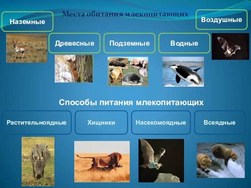 Выберите группу млекопитающих. Место обитания млекопитающих. питание млекопитающих. млекопитающие питаются.