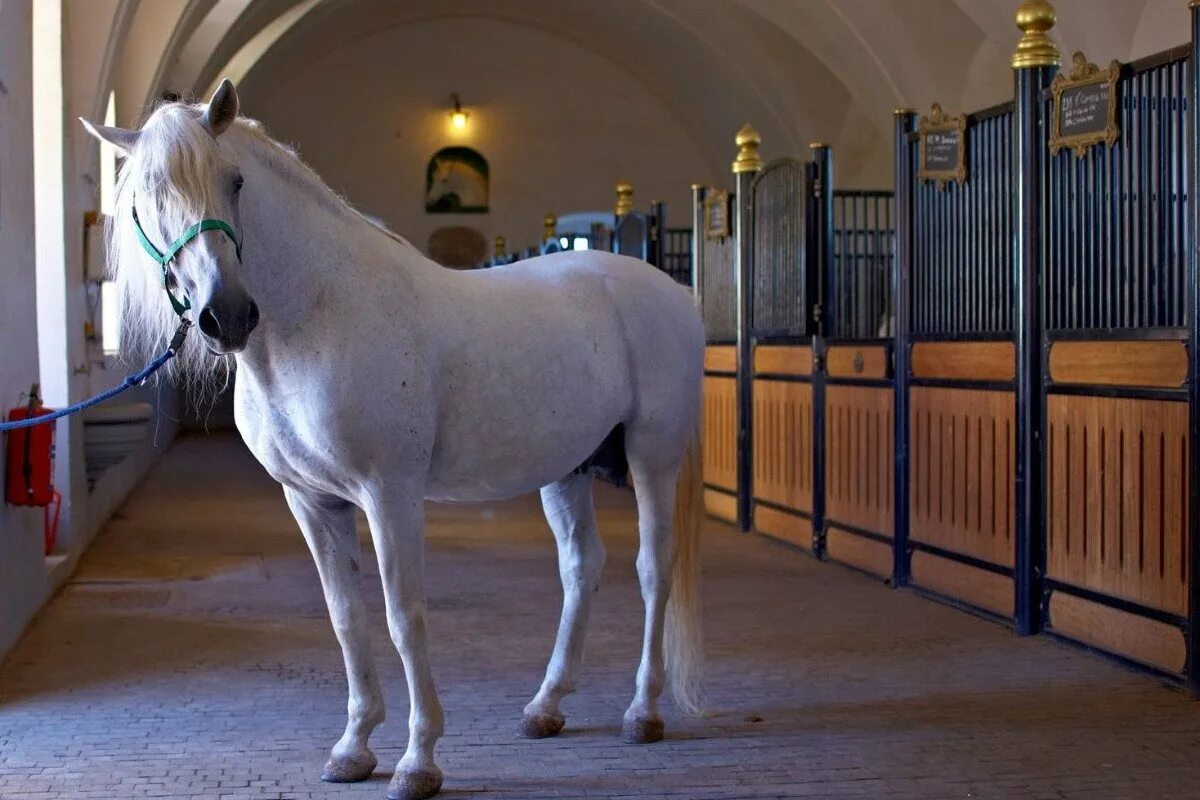 Lipica лошади Словения. Липицианская порода. Липицианская порода лошадей. Липпицианская лошадь белая. Конюшни сканворд