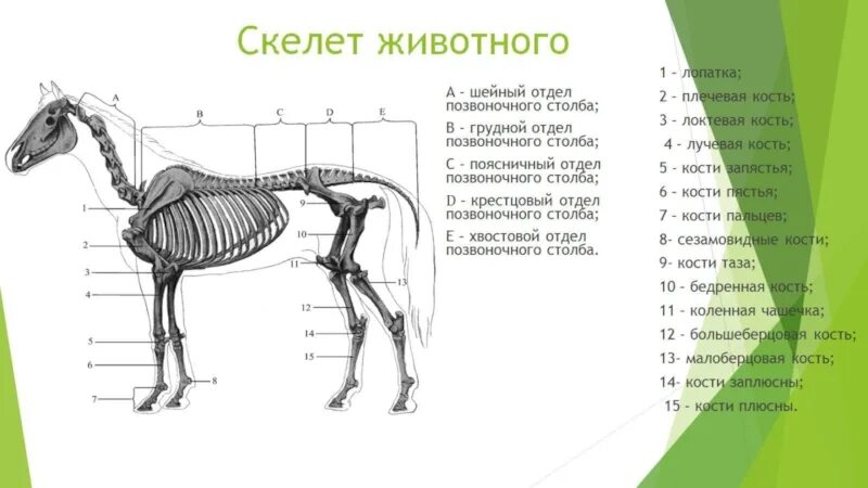 Расположение конечностей у млекопитающих