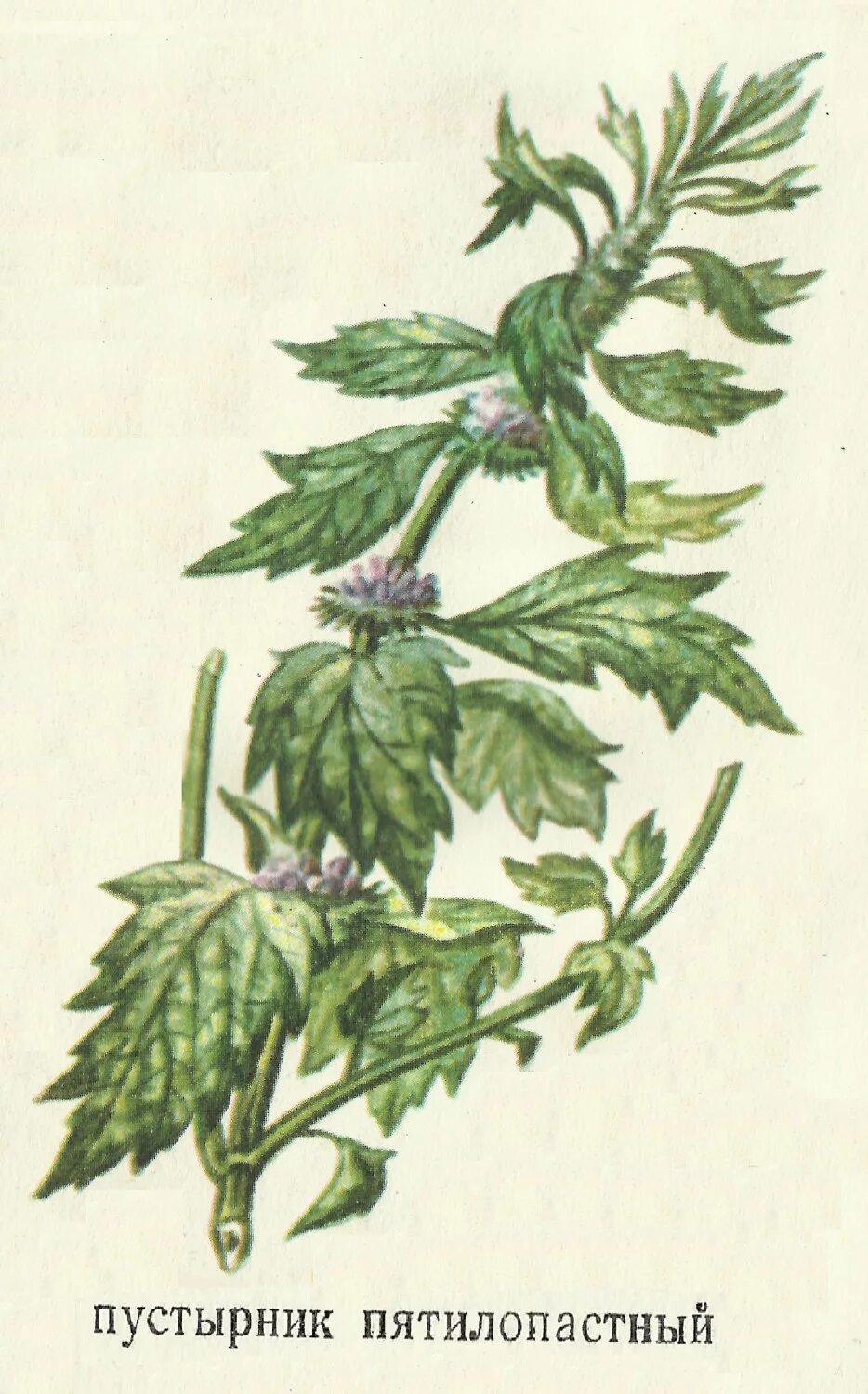 Пустырник трава фото. Пустырник татарский. Пустырник пятилопастный лист. Пустырник алтайские травы. Пустырник пятилопастный лист.