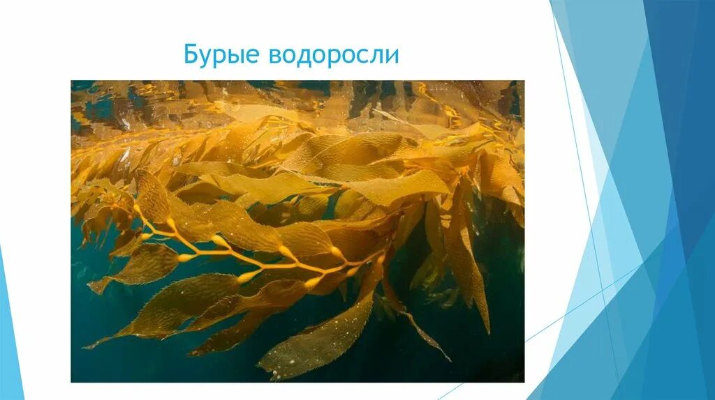 Бурые водоросли 5 класс биология. Многоклеточные бурые водоросли. Ламинария бурая водоросль биология 5 класс. Бурые водоросли презентация 5 класс биология.