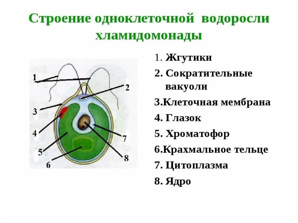 Зеленые водоросли хламидомонада строение. Строение одноклеточной водоросли хламидомонады. одноклеточные водоросли строение клетки. строение одна клеточных водросление. трение одноклеточной водоросли.