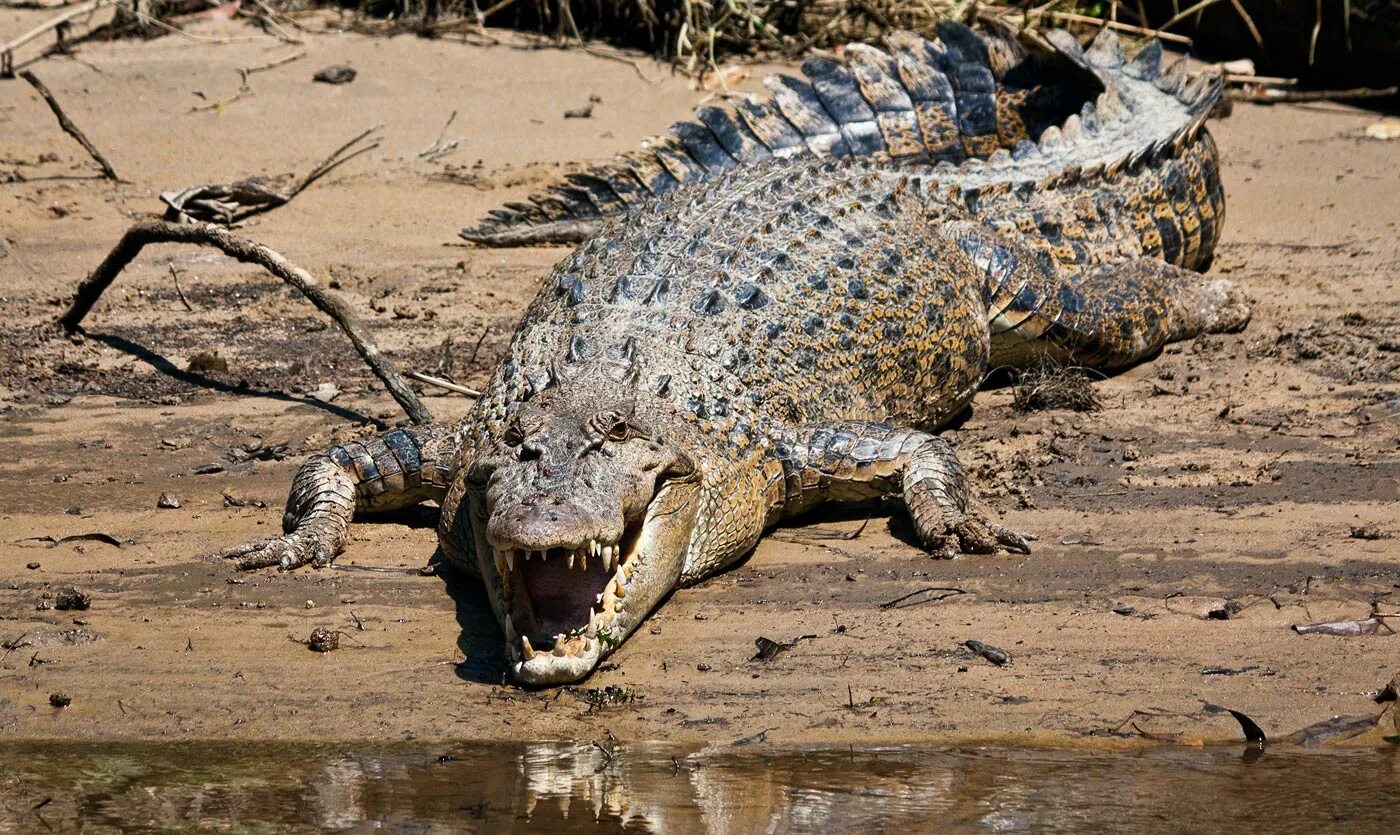 The most dangerous animal. Гребнистый крокодил. Морской гребнистый крокодил. Австралийский гребнистый крокодил. Гигантский гребнистый крокодил людоед.