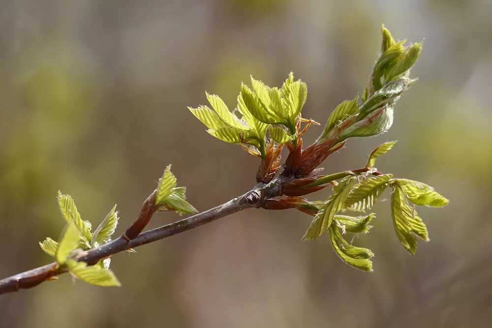 Распускаются почки распускаются. Диктант скворцы. Эквимолярных. Земля обсохла душистые березовые почки распустились. Земля обсохла душистые березовые почки распустились.