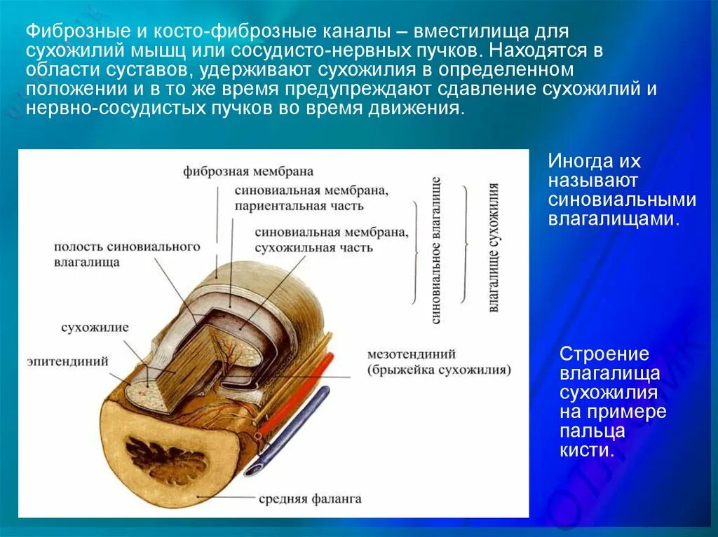 Строение оболочки сухожилия. Фиброзные каналы. Строение сухожилий и фиброзных мембран. Мышечно фиброзная трубка. Функции фиброзной оболочки