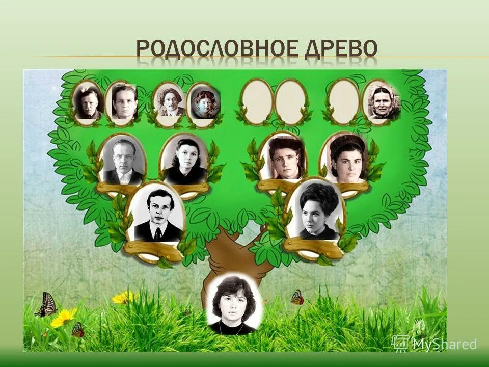 Генеалогическое дерево. Родословное дерево семьи. Родословная дерево. Геологическое Древо. Код генеалогического древа