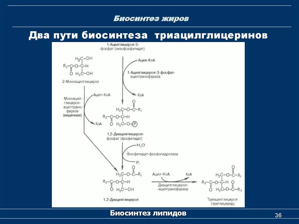 Синтез триацилглицеролов биохимия. Биосинтез триацилглицеролов схема. 2 Пути синтеза фосфолипидов. Синтез жиров триацилглицеридов.