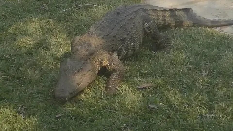 Коля крокодил тула вк. Alligator Crawl.