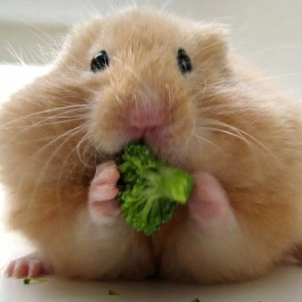 Сирийский хомяк хома. Hamster kombat foto. Обиженный хомяк. Хомяк 27 28 июня. Морда хомяка.