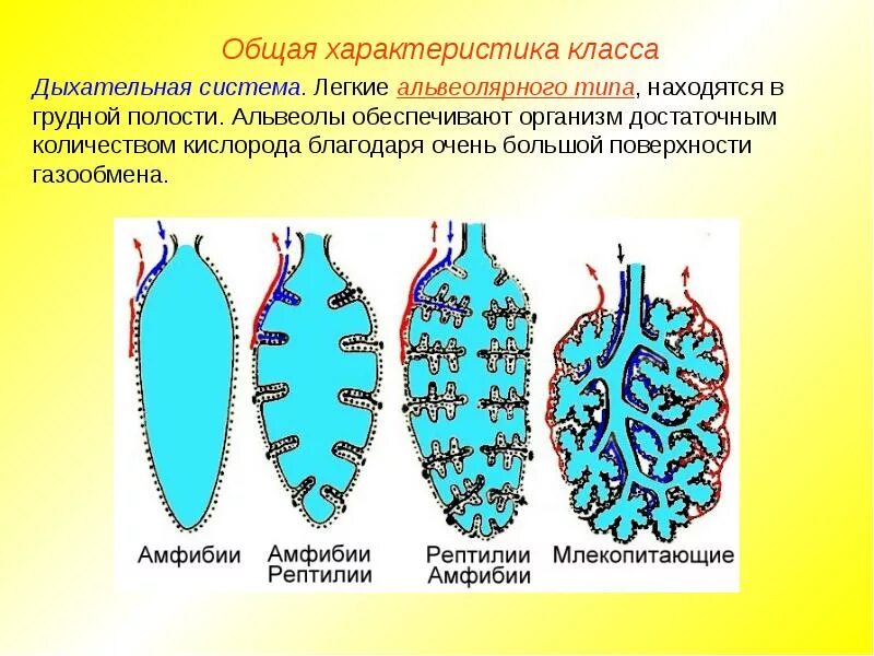 Площадь легких млекопитающих. Типы строения легких. легкие млекопитающих. легкие альвеолярного типа. легкие разных классов животных.