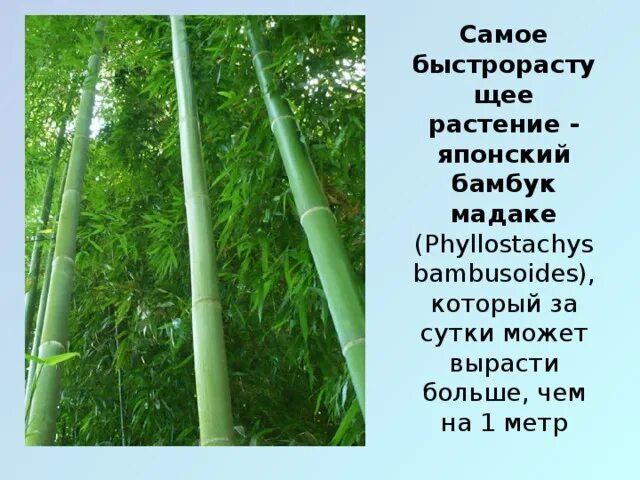 За сколько часов вырастает бамбук. Бамбук быстрорастущее растение. Бамбук высота растения. Рост бамбука. Строение бамбука.