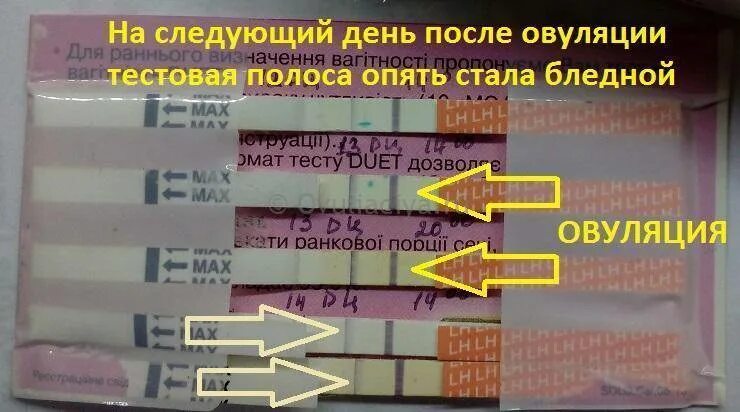 Как понять овуляцию. Признаки овуляции. Овуляция симптомы. Симптомы после овуляции. Как понять что началась овуляция.