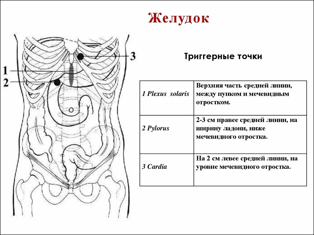 Точки жкт. Точки жкт