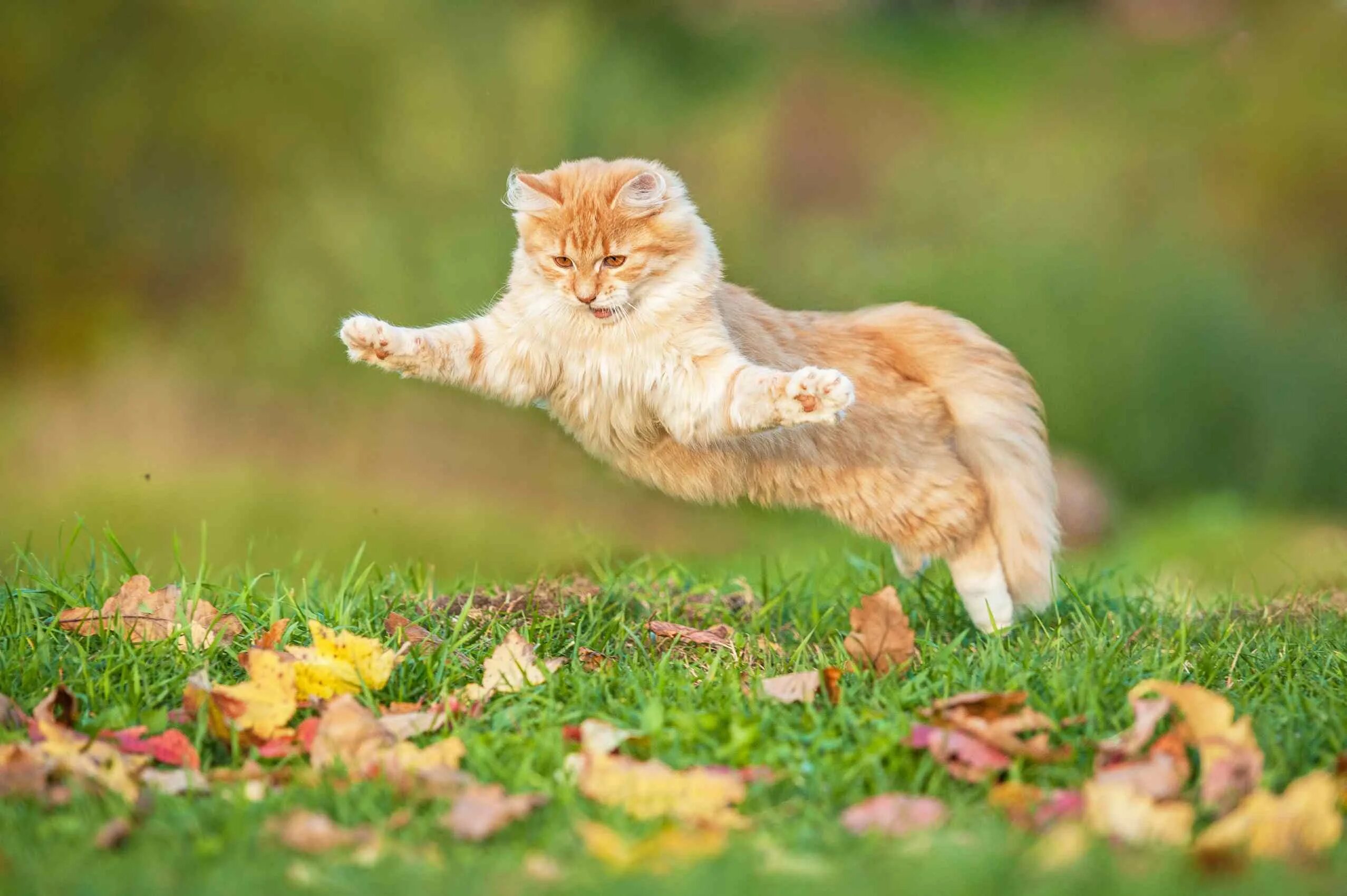 Кошка в прыжке. Счастливый кот. Радостный рыжий кот. Кошка лето. Cat is happy