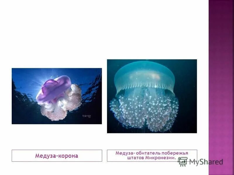 Класс сцифоидные общая характеристика. Медузы функции. Сцифоидные корнерот. Сцифоидные роль в жизни человека. Медузы функции.